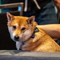 Un perro ha sido la estrella del mayor evento benéfico de los videojuegos. Peanut Butter fue un buen chico y ganó una partida en la Super Nintendo